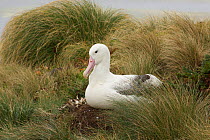 Royal albatross (Diomedea epomophora) on nest brooding young chick. Campbell Island, New Zealand, March.