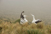 Royal albatross (Diomedea epomophora) sub adults 'gamming' (courtship behaviour). Campbell Island, New Zealand, March.