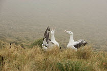Royal albatross (Diomedea epomophora) sub adults 'gamming' (courtship behaviour). Campbell Island, New Zealand, March.