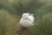 Royal albatross (Diomedea epomophora) brooding small chick. Campbell Island, New Zealand, March.