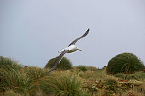 Royal albatross (Diomedea epomophora) in flight over nesting habitat. Campbell Island, New Zealand, March.