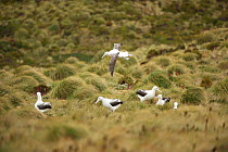 Group of Royal albatross (Diomedea epomophora) sub adults 'gamming' (courtship behaviour). Campbell Island, New Zealand, March.