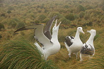 Group of Royal albatross (Diomedea epomophora) sub adults 'gamming' (courtship behaviour). Campbell Island, New Zealand, March.