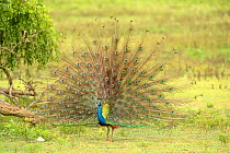 Indian peafowl (Pavo cristatus) displaying, Yala National Park, Sri Lanka.