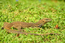 Monitor lizard (Varanus bengalensis) juvenile, Sri Lanka.