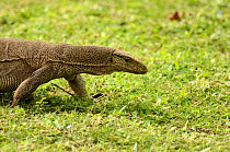 Monitor lizard (Varanus bengalensis) adult, Sri Lanka.