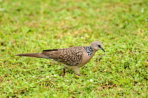 Spotted dove (Spilopelia chinensis), Sri Lanka.