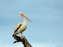 Spot-billed pelican (Pelecanus philippensis), Yala National Park, Sri Lanka.