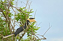Malabar pied hornbill (Anthracoceros coronatus) with chameleon prey, Yala National Park, Sri Lanka.
