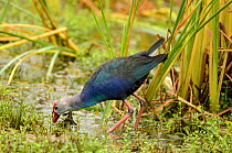 Purple swamphen (Porphyrio poliocephalus), Boondala Bird Sanctuary, Sri Lanka.