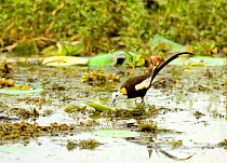 Pheasant tailed jacana (Hydrophasianus chirurgus), Yala National Park, Sri Lanka.