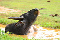 Water buffalo (Bubalis bubalis) wallowing, Yala National Park, Sri Lanka.