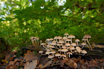 Angels' bonnet mushrooms (Mycena arcangeliana) growing from a rotting log in deciduous woodland, Gloucestershire, UK, October.