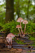 Bonnet mushrooms (Mycena sp.) growing from a rotting, moss-covered log in deciduous woodland, Gloucestershire, UK, October.