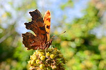 Comma butterfly (Polygonia c-album) feeding on ivy flowers (Hedera helix) in garden, Wiltshire, UK, October.