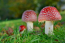 Fly agaric toadstools (Amanita muscaria) growing in grassland, Coate Water Country Park, Swindon, Wiltshire, UK, November.