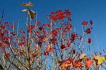 Guelder rose (Viburnum opulus) berry clusters, Rutland, UK, November.