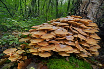 Large clump of honey fungus (Armillaria mellea) growing from rotting treestump, Gloucestershire, UK, October.