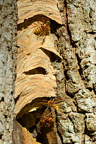 Hornet (Vespa crabro) returning to nest in hollow tree, guard visible at entrance. Another worker crawls over the surface of the nest. Gloucestershire, UK, October.