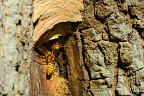 Hornet (Vespa crabro) checked by a guard as it returns to the entrance of its nest, Gloucestershire, UK, October.