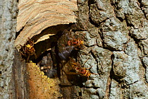 Three Hornets (Vespa crabro) guarding nest entrance in hollow tree. One wing fanning to help cool it. Gloucestershire, UK, October.