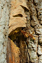 Three Hornets (Vespa crabro) returning to nest in hollow tree, Gloucestershire, UK, October.