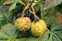 Ripening fruits of Horse chestnut tree (Aesculus hippocastanum), Wiltshire, UK, September.