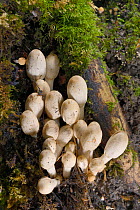 Young inkcap fungi (Coprinus sp.) emerging from rotting tree stump, Gloucestershire, UK, October.
