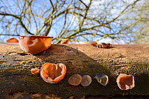 Jelly ear / Jew's ear fungus (Auricularia auricula judae) growing from rotting Elder log in deciduous woodland, Wiltshire, UK, February.