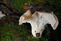 Oyster mushroom (Pleurotus ostreatus) grazed by Springtails (Collembola), Gloucestershire, UK, October.