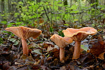 Rufous milkcap fungi (Lactarius rufus) emerging from woodland leaf litter, Gloucestershire, UK, October.