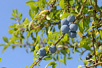 Low angle view of Blackthorn / Sloe berries (Prunus spinosa), Gloucestershire, UK, September.