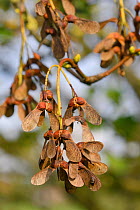 Winged seeds of Sycamore tree (Acer pseudoplatanus), Wiltshire, UK, October.