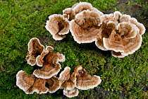Turkey tail fungus / Many zoned polypore (Trametes versicolor) growing on rotting log, Gloucestershire, UK, October.