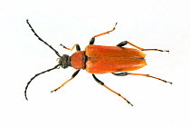 Red Longhorn Beetle (Stictoleptura rubra), Venice, Italy, August. meetyourneighbours.net project