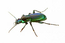 Beetle (Poecilus lepidus gressorius), Venice, Italy, August. meetyourneighbours.net project