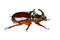 Rhinoceros beetle (Oryctes nasicornis) Lombradia, Italy, June. meetyourneighbours.net project