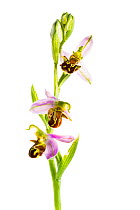 Bee orchid (Ophrys apifera) in flower, Maine-et-Loire, France, June. meetyourneighbours.net project.