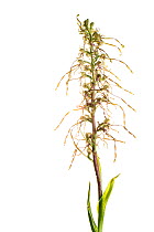 Lizard orchid (Himantoglossum hircinum), Maine-et-Loire, France, June. meetyourneighbours.net project.