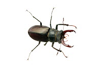 Stag beetle (Lucanus cervus) male, Maine-et-Loire, France, June. meetyourneighbours.net project.