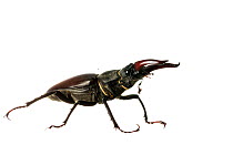 Stag beetle (Lucanus cervus) male, Maine-et-Loire, France, June. meetyourneighbours.net project.