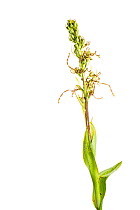 Lizard orchid (Himantoglossum hircinum) in flower, Maine-et-Loire, France, June. meetyourneighbours.net project.