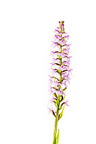 Fragrant orchid (Gymnadenia conopsea) in flower, Hautes-Alpes, Queyras Natural Park, France, July. meetyourneighbours.net project.