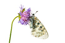 Apollo butterfly (Parnassius apollo) on scabious flower, Hautes-Alpes, Queyras Natural Park, France, July. meetyourneighbours.net project.