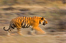 Male Bengal tiger (Panthera tigris tigris) known as 'Sundar' (B2) patrolling territory, Bandhavgarh National Park, Madhya Pradesh, India. Endangered species.