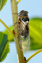 Male European / Common cicada (Lyristes plebejus) singing, Epidavros, Greece, August.