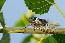 Male European / Common cicada (Lyristes plebejus) singing, Epidavros, Greece, August.