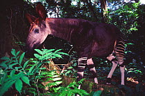 Okapi (Okapia johnstoni) male moving through rainforest. Ituri Rainforest, Okapi Faunal Reserve, Democratic Republic of Congo.