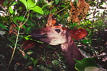 Okapi (Okapia johnstoni) feeding, Ituri Rainforest, Okapi Faunal Reserve, Democratic Republic of Congo.