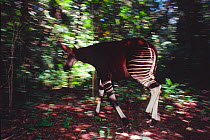 Okapi (Okapia johnstoni) with radio collar to gather data on behaviour, Ituri Rainforest, Okapi Faunal Reserve, Democratic Republic of Congo.